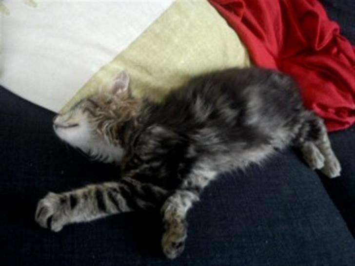 Blanding af racer hugo billede 10