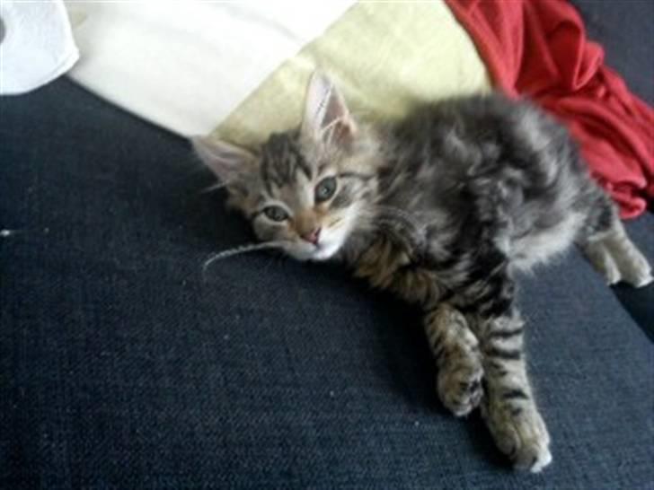 Blanding af racer hugo billede 11