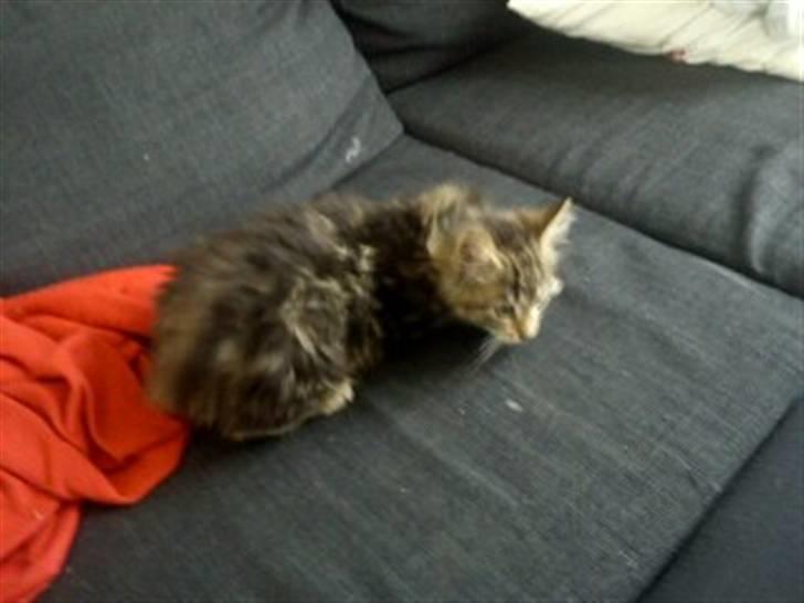 Blanding af racer hugo billede 13