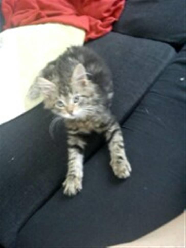 Blanding af racer hugo billede 14