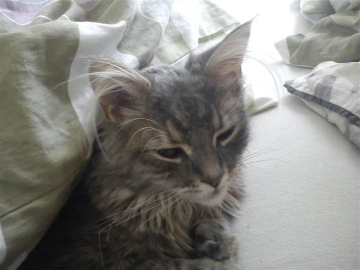 Blanding af racer Kalua billede 18