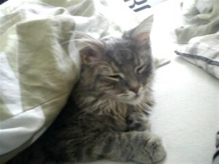 Blanding af racer Kalua billede 19