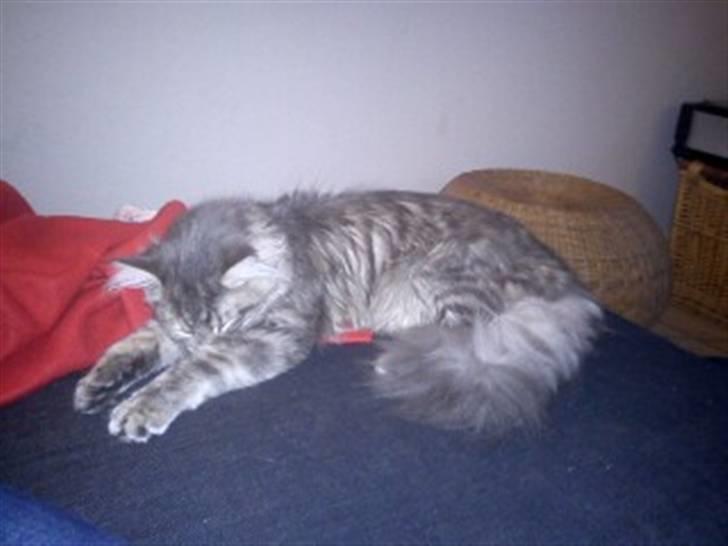 Blanding af racer Kalua billede 20