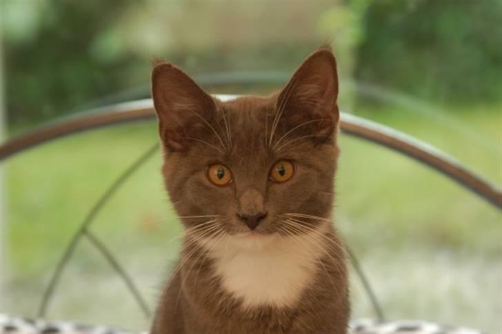 Blanding af racer Jaline  billede 1