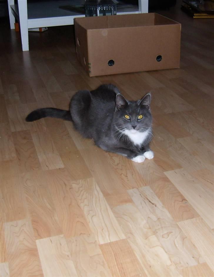 Blanding af racer Jaline  billede 2