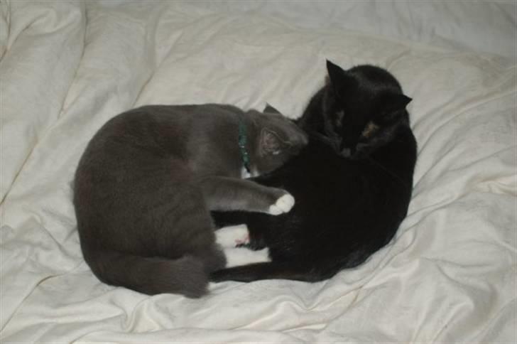 Blanding af racer Jaline  - Jaline sammen med Duchesse billede 3