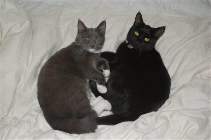 Blanding af racer Jaline  -  Jaline sammen med Duchesse billede 4