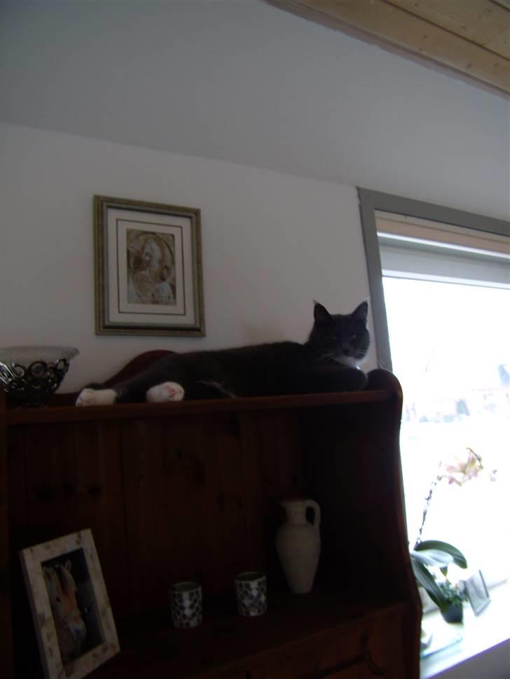 Blanding af racer Jaline  billede 5