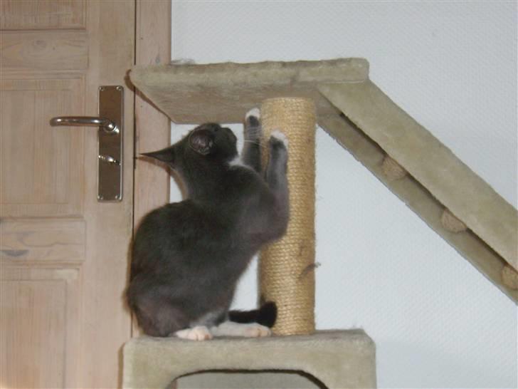 Blanding af racer Jaline  billede 6