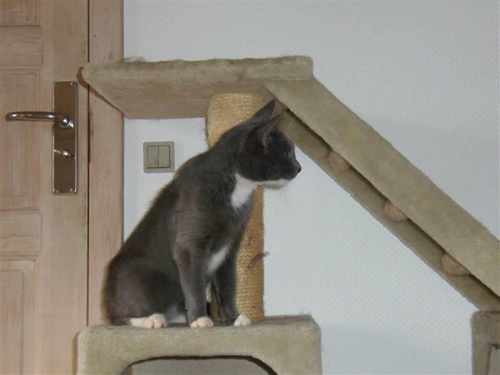 Blanding af racer Jaline  billede 7