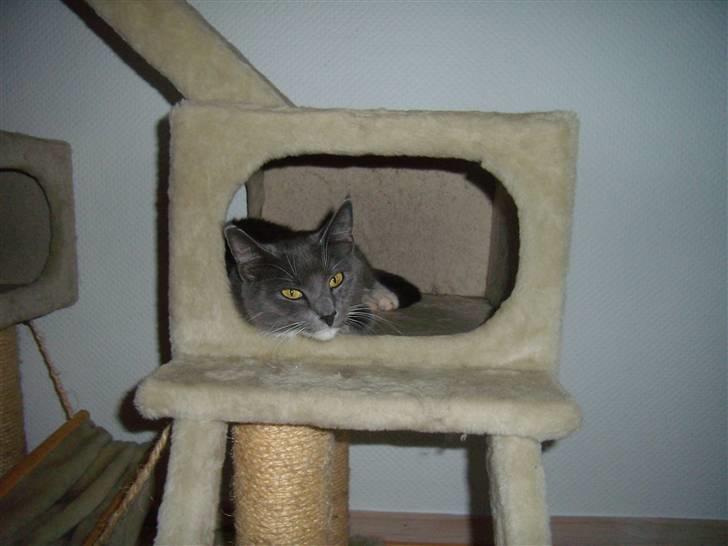 Blanding af racer Jaline  billede 8