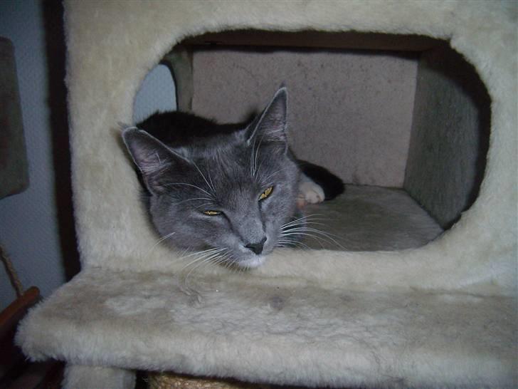 Blanding af racer Jaline  billede 9