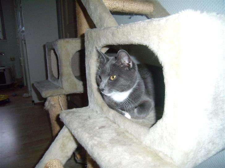 Blanding af racer Jaline  billede 10