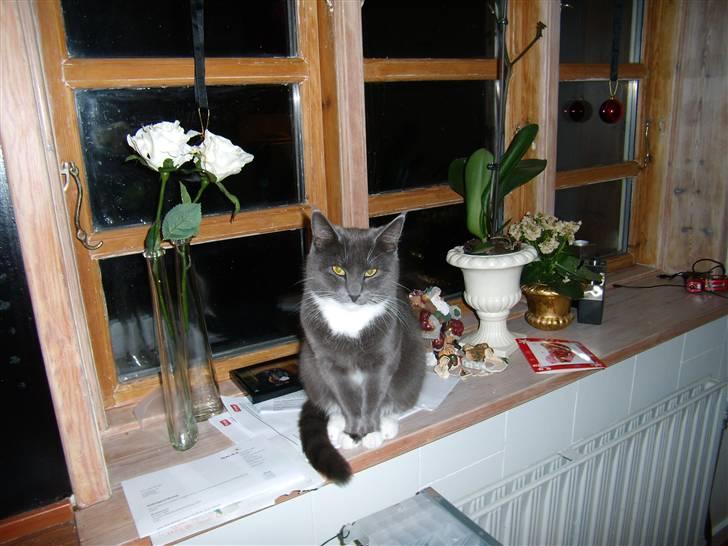 Blanding af racer Jaline  billede 11