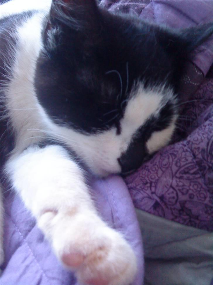 Huskat Trillo billede 1