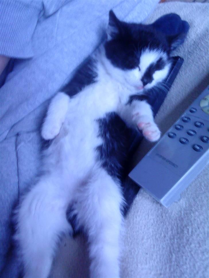 Huskat Trillo billede 2