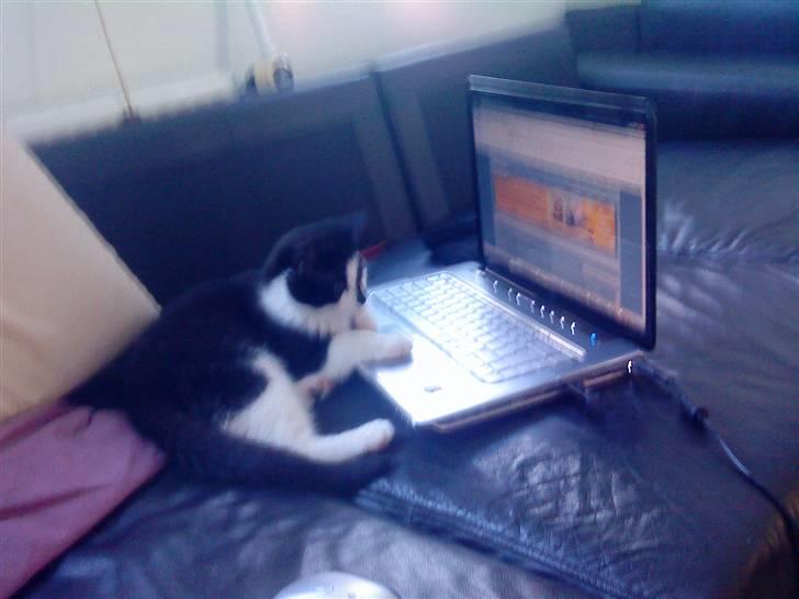 Huskat Trillo - Den er ret klog :-) billede 3