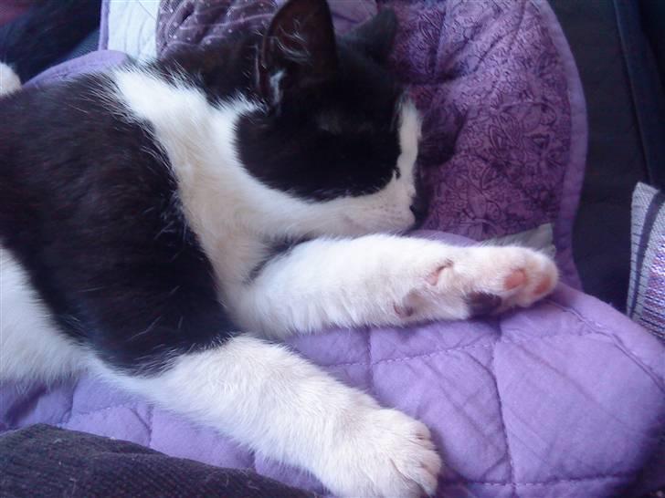 Huskat Trillo billede 4