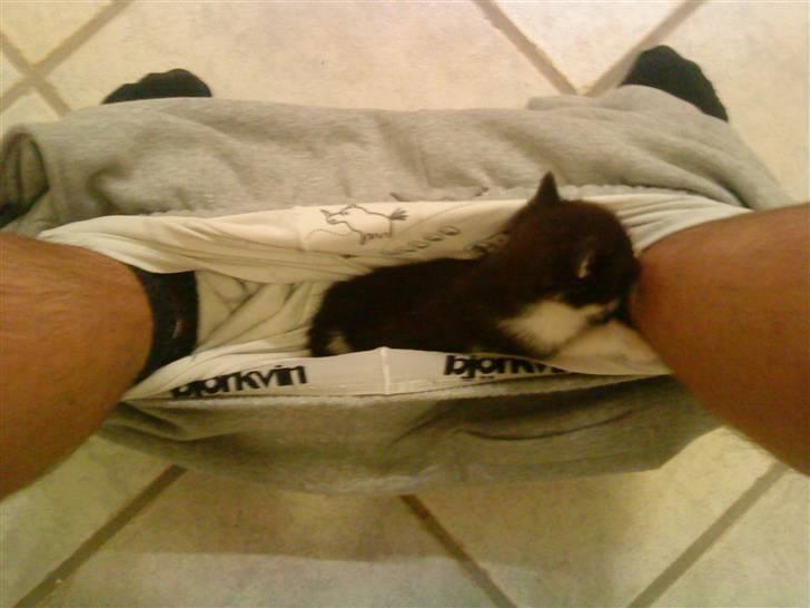 Huskat Trillo - Den hygger sig lige lidt :-) billede 5