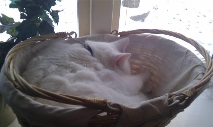 Huskat TILDE DØD - Sovetid :-) billede 20