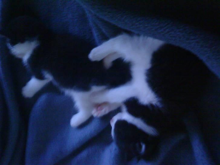 Huskat Trillo - Trillo og dens bror Laban som sover billede 6