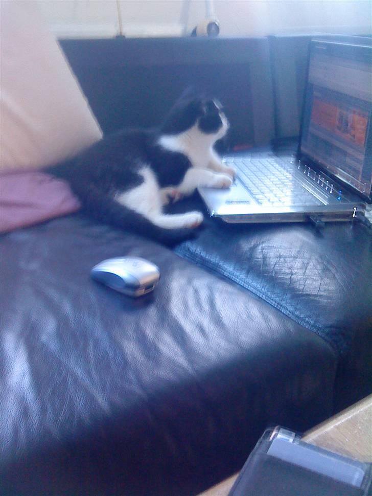 Huskat Trillo billede 7