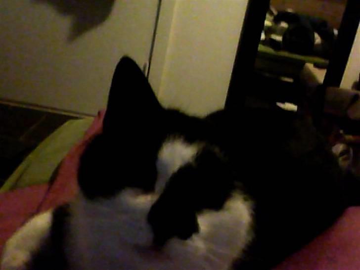 Huskat Trillo billede 8