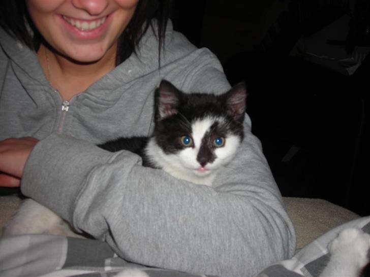 Huskat Trillo - Trillo da den ikke var så gammel  billede 9