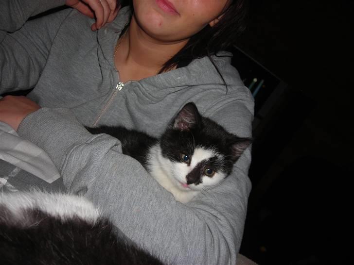 Huskat Trillo billede 10