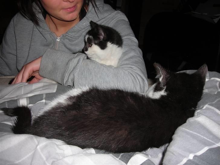 Huskat Trillo - Trillo og laban der ligger med ryggen til :-) billede 11