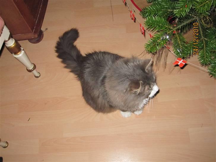 Norsk Skovkat Højgårdens Boris Gonzales - Søde kat :D billede 1