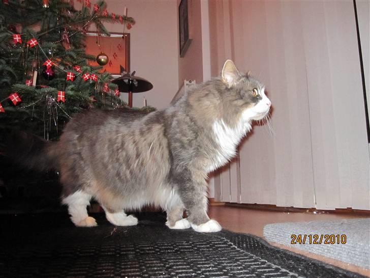 Norsk Skovkat Højgårdens Boris Gonzales - Smuksak i: billede 2