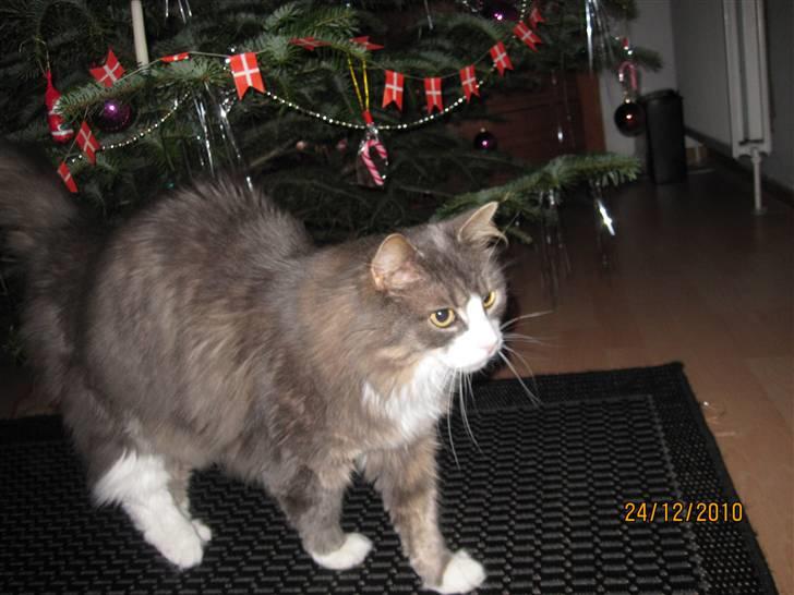 Norsk Skovkat Højgårdens Boris Gonzales - smukke kat :DD billede 3