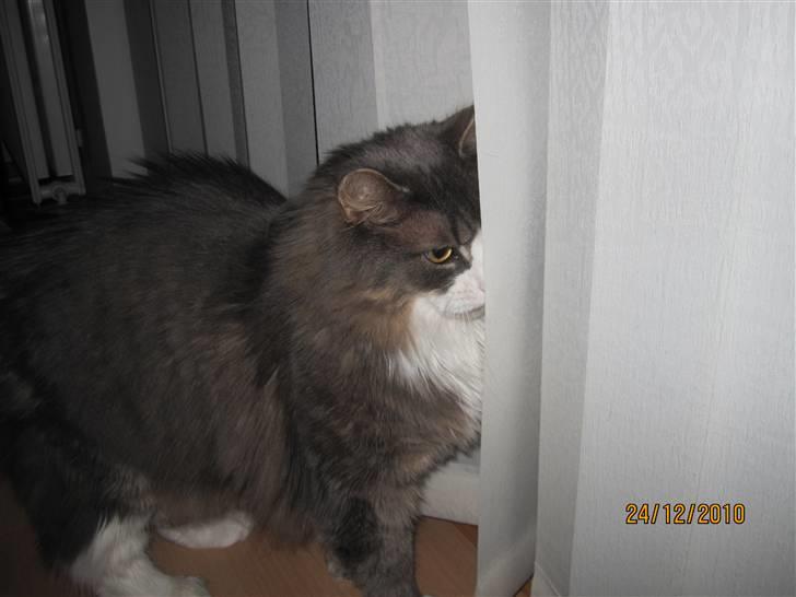 Norsk Skovkat Højgårdens Boris Gonzales - Super skønne dreng I; billede 4