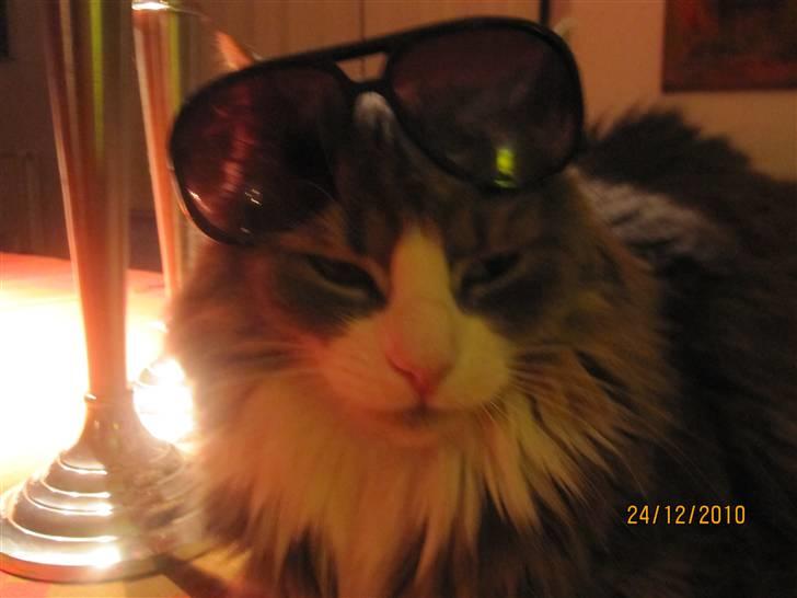 Norsk Skovkat Højgårdens Boris Gonzales - Alt behøver ikk at være så alvorligt hele tiden xD billede 5