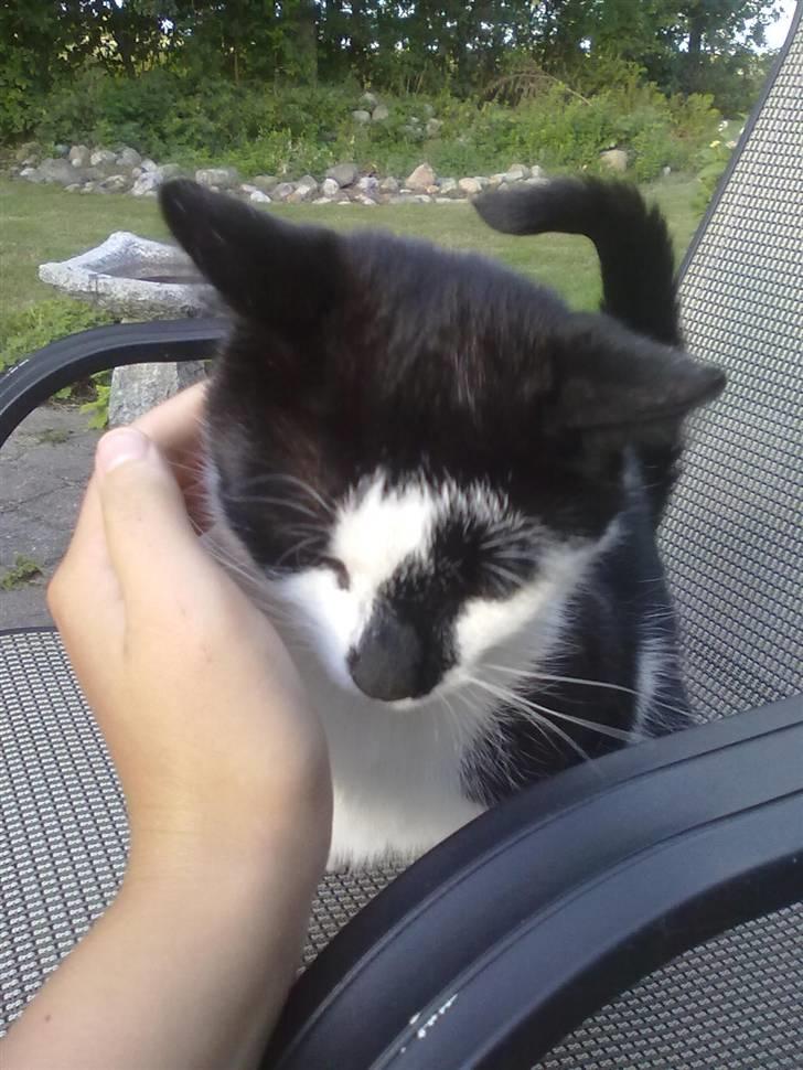 Huskat Trillo billede 12