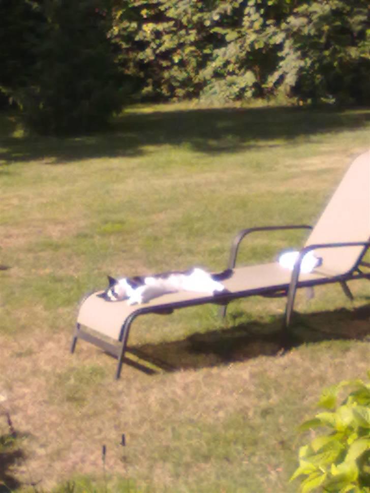 Huskat Trillo billede 13