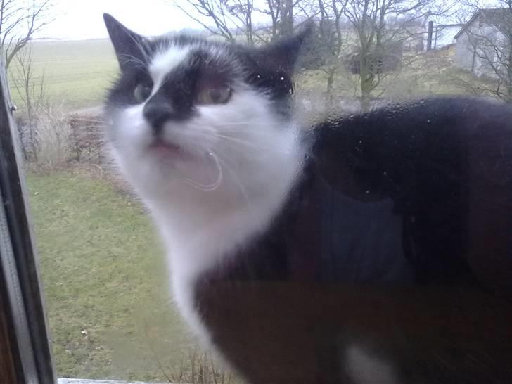 Huskat Trillo billede 14