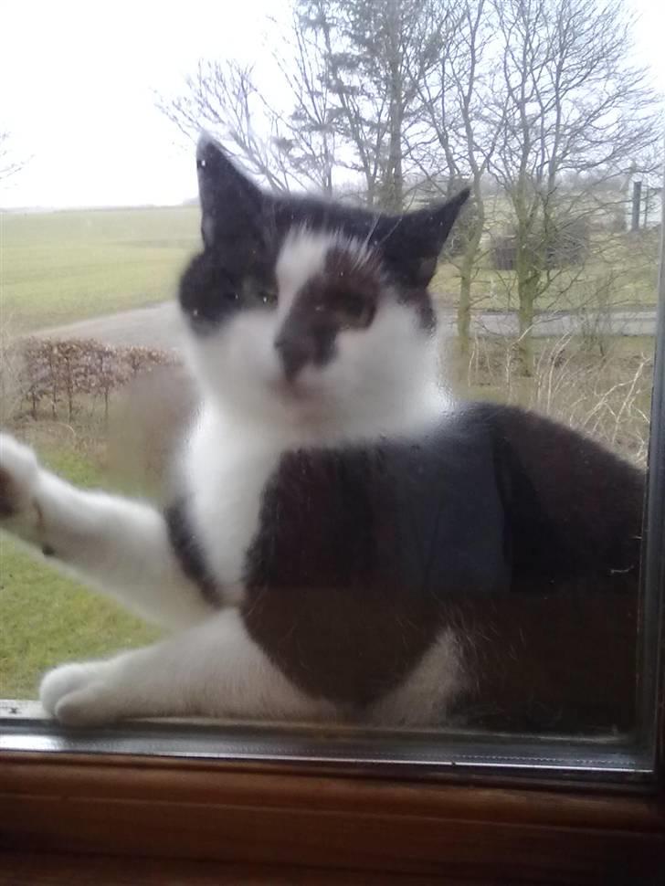 Huskat Trillo billede 15