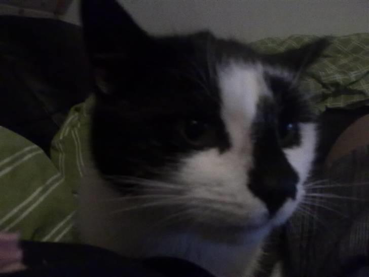 Huskat Trillo billede 16