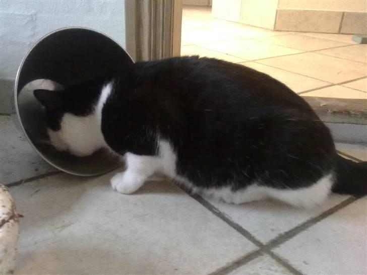 Huskat Trillo billede 17