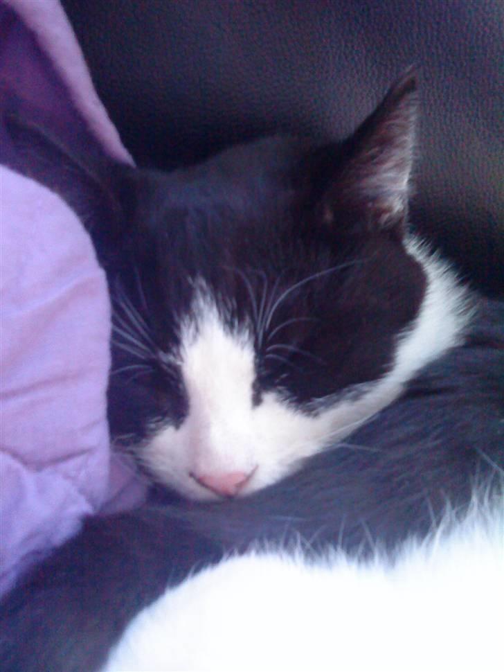 Huskat Laban billede 1