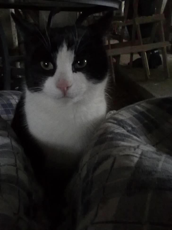 Huskat Laban billede 2