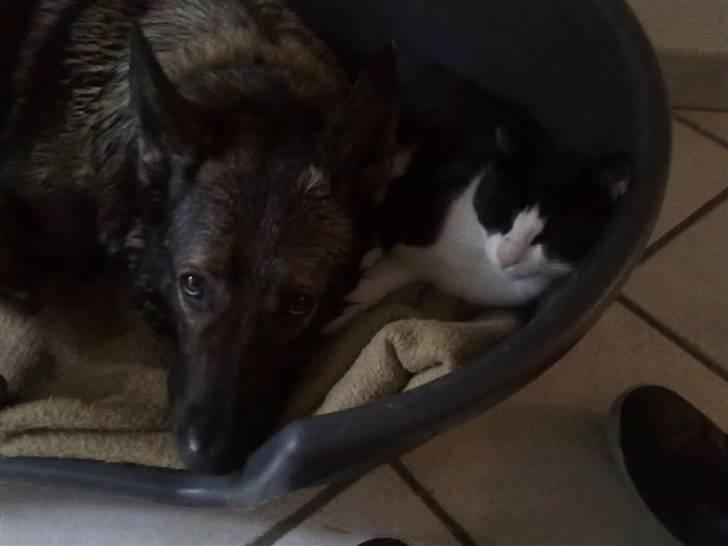 Huskat Laban - sødere bliver det vidst ikke billede 3