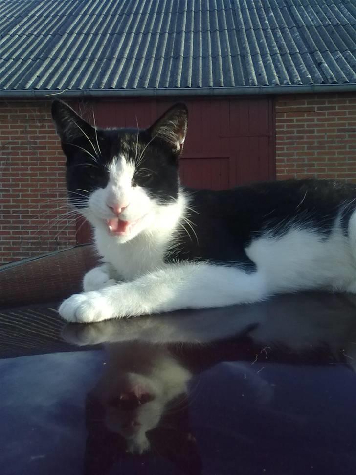 Huskat Laban - puha, sikke et gab ! billede 4