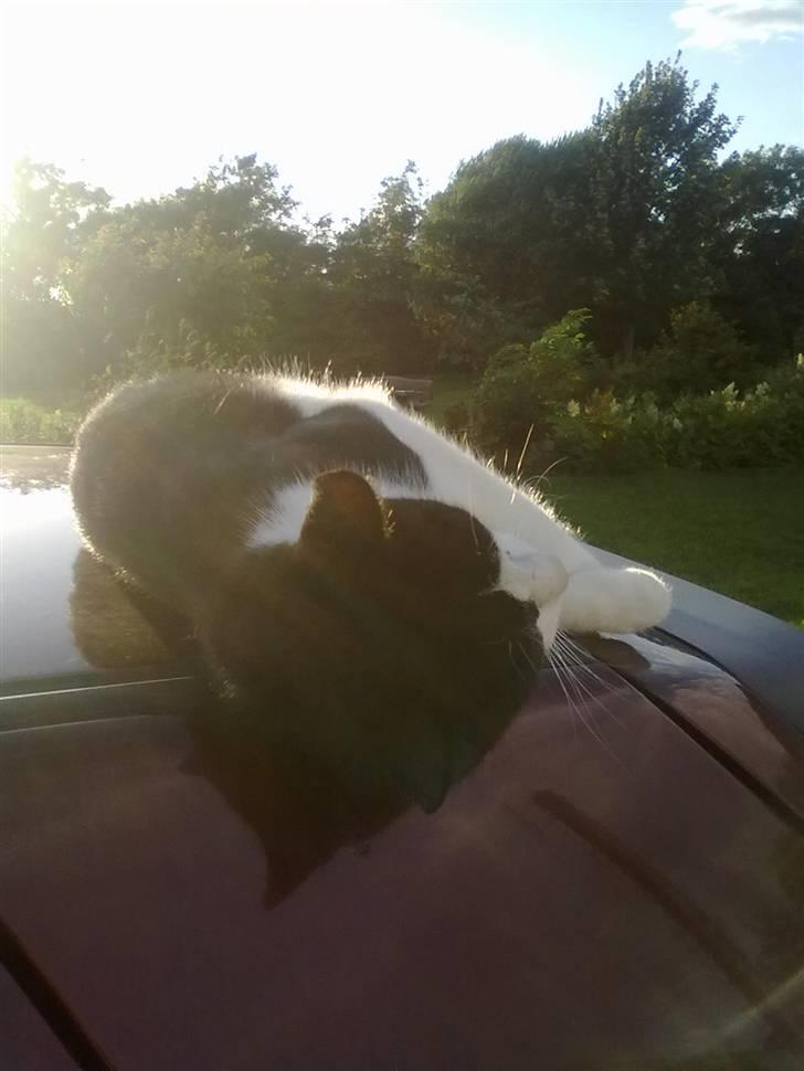 Huskat Laban billede 5