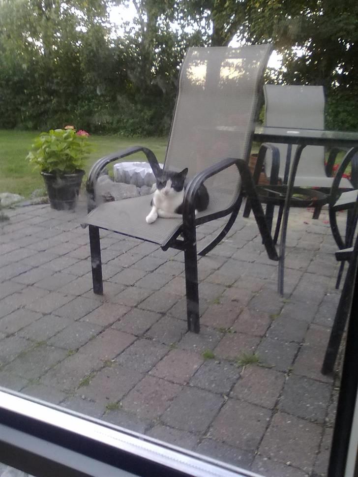 Huskat Laban billede 6