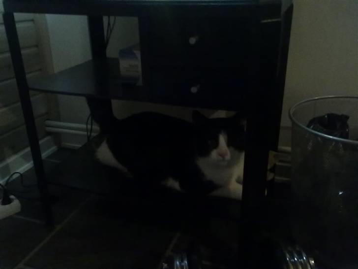 Huskat Laban - Den ligger lige og hygger sig under skildpadderne :-) billede 7