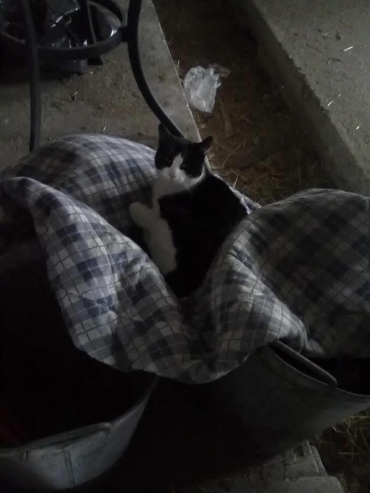 Huskat Laban billede 8