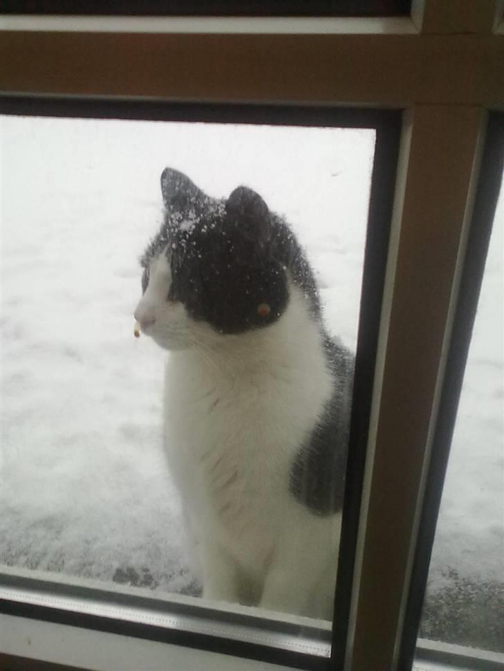 Huskat Laban billede 9